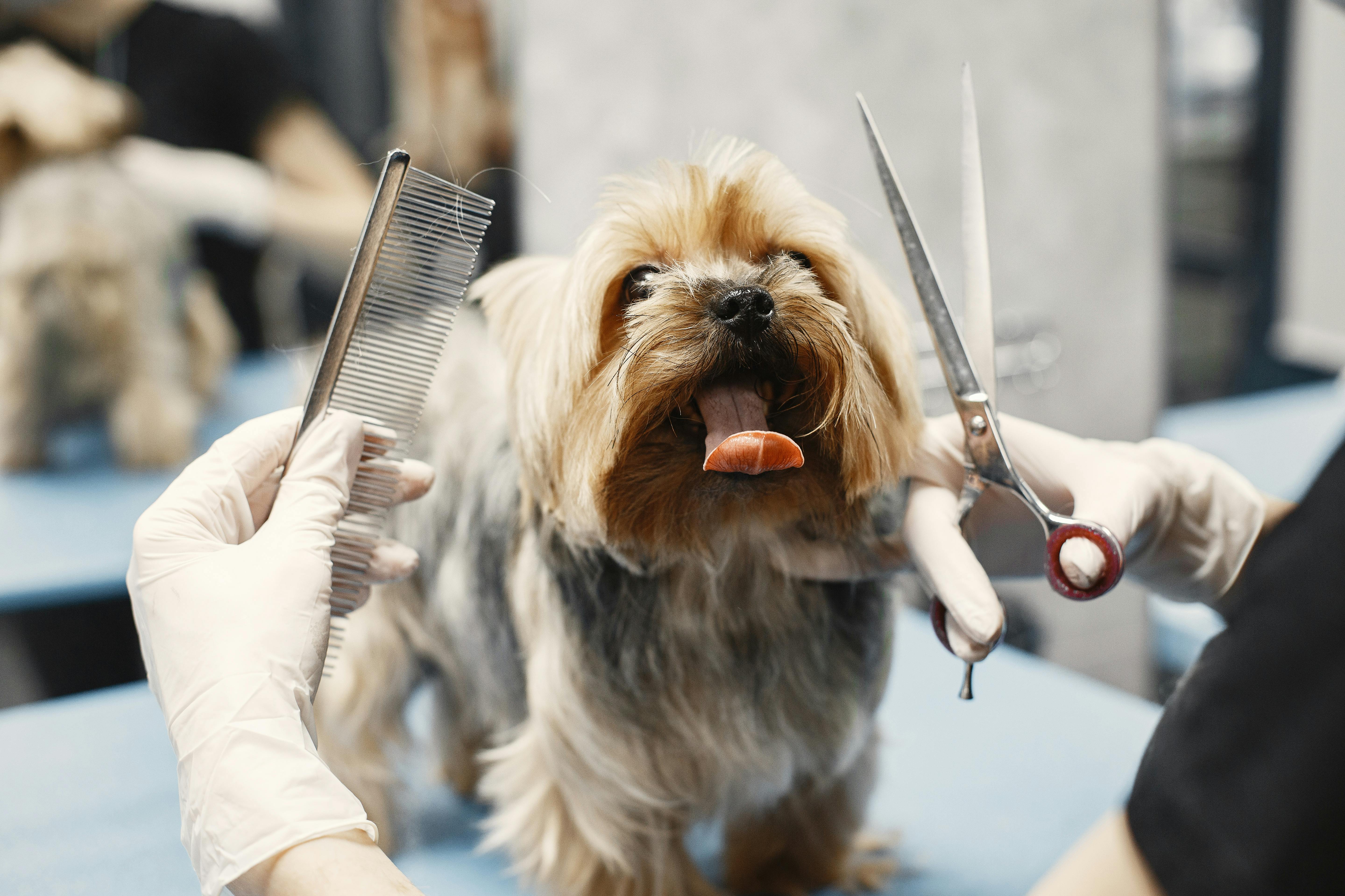 pet spa in Woodstock Georgia