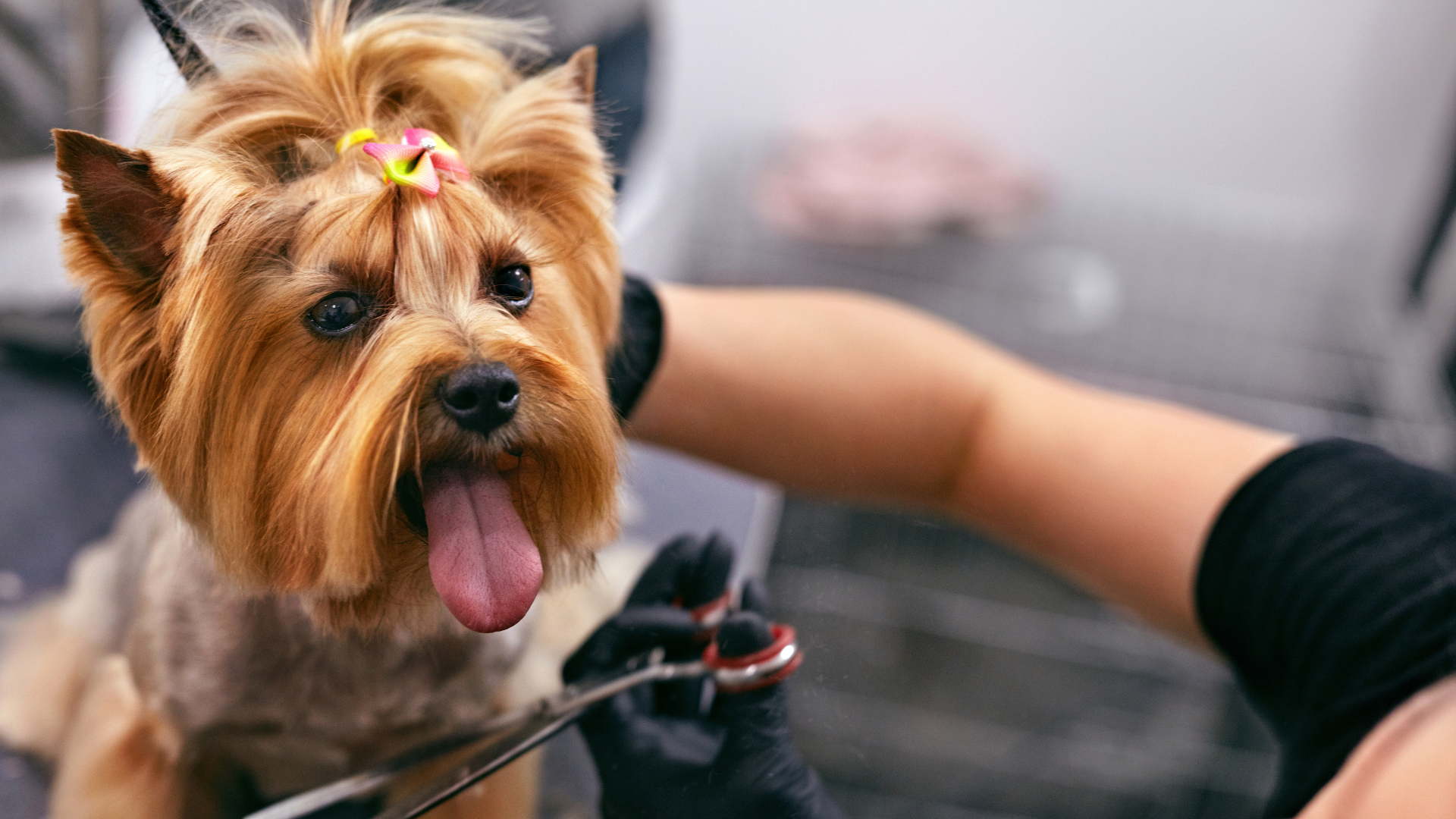 pet spa in woodstock georgia